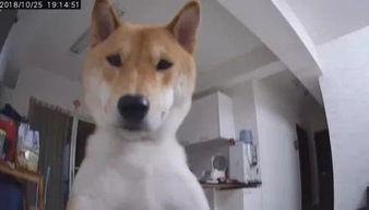 娱乐吃瓜酱监控小狗